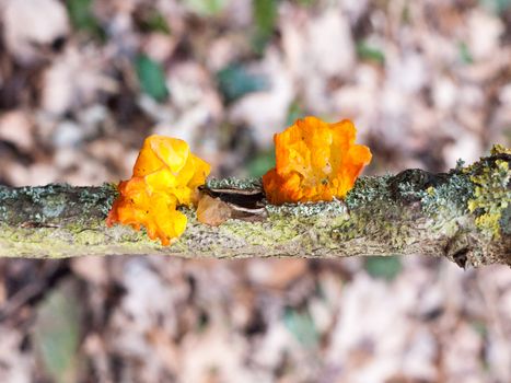 close up fungus woodland branch - Tremella mesenterica Retz. - Yellow Brain Fungus; essex; england; uk