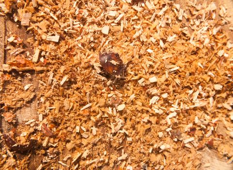 newly cut tree trunk stump woodland forest floor surgery shavings; essex; england; uk