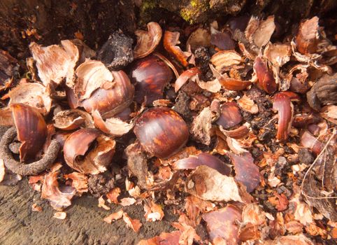 top of tree stump with broken chestnut nut shells brown arrangement nature natural; essex; england; uk