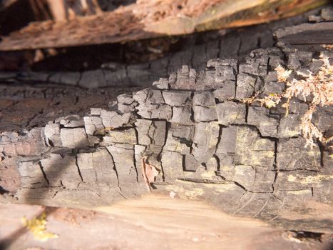 close up black texture of burnt charred tree stump forest charcoal shiny cracked; essex; england; uk