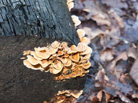close up texture of small bracket fungus on burnt wooden tree stump; essex; england; uk
