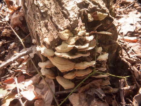 close up growing old rotten decaying bracket fungus tree stump; essex; england; uk