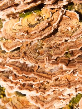 close up macro of growing bracket fungus fungi outside nature tree wood woodland; essex; england; uk