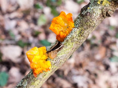 close up fungus woodland branch - Tremella mesenterica Retz. - Yellow Brain Fungus; essex; england; uk