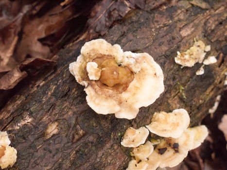 white bracket moss lichen fungus fungi growing on wood bark stump damp outside in forest floor; essex; england; uk