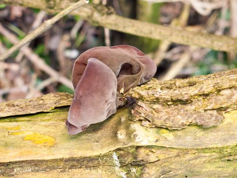 close up of growing hanging jelly jew ears tree elder - Auricularia auricula-judae (Bull.) Wettst. - Jelly Ear Fungus; essex; england; uk