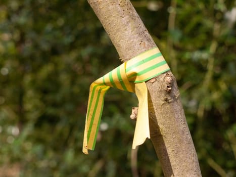 yellow and green plastic wrapped tied around tree close up branch uk tagging forestry; essex; england; uk