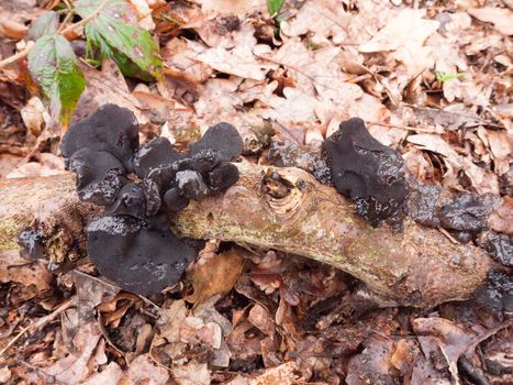 witches butter black fungi fungus growing on log forest floor spring; essex; england; uk