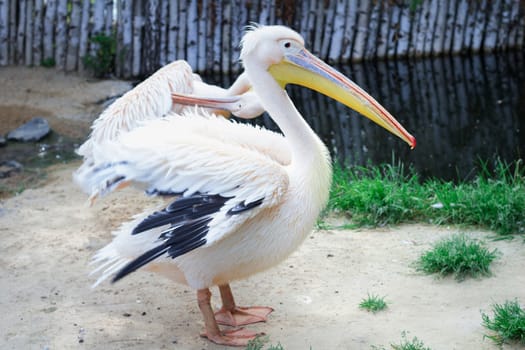 Peach white bird pelican with big yellow peak neb cleans up feather wings in zoo