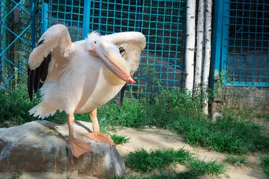 Peach white bird pelican with big yellow peak neb cleans up feather wings in zoo