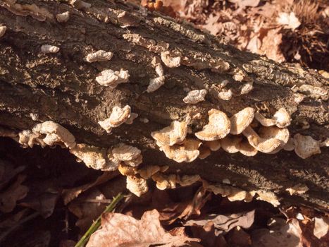 plenty of small growing autumn bracket fungus on forest wooden tree stump; essex; england; uk