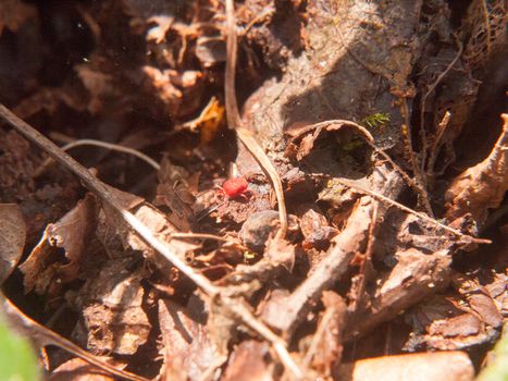 small red beetle on forest brown autumn floor spring; essex; england; uk