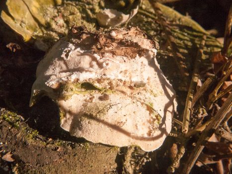 white bracket fungus old rotten growing on dead tree stump close up; essex; england; uk