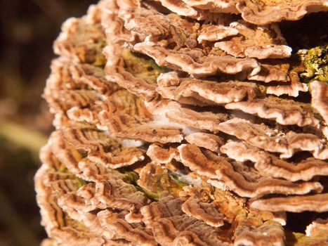 close up macro of growing bracket fungus fungi outside nature tree wood woodland; essex; england; uk