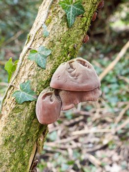 close up of growing hanging jelly jew ears tree elder - Auricularia auricula-judae (Bull.) Wettst. - Jelly Ear Fungus; essex; england; uk