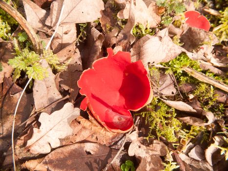 close up of mushroom forest floor scarlet elf cup red; essex; england; uk