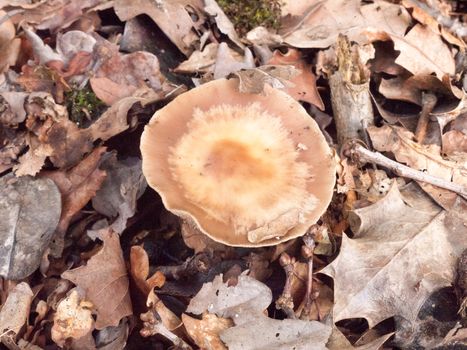 brown large cap mushroom autumn forest floor; essex; england; uk