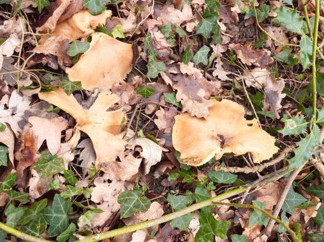 close up mushroom caps on forest floor woodland uk; essex; england; uk