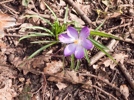 beautiful purple and orange crocus flower forest floor spring; essex; england; uk