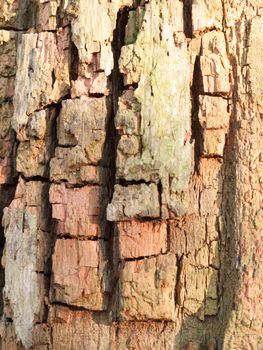 close up grooved cut split cracked texture on tree trunk bark macro; essex; england; uk
