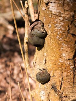 black ball alfred's cakes fungi growing on tree bark close up; essex; england; uk