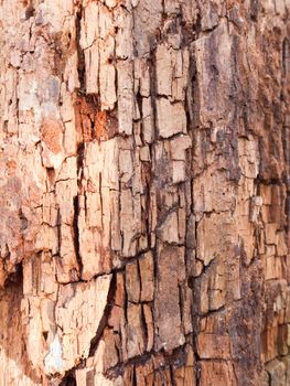 close up grooved cut split cracked texture on tree trunk bark macro; essex; england; uk