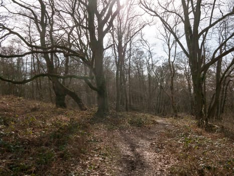 uk woodland tree bare branches autumn spring forest landscape nature; essex; england; uk