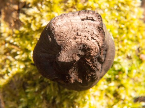 black fungi ball tree stump - Daldinia concentrica (Bolton) Ces. & De Not. - King Alfred's Cakes; essex; england; uk