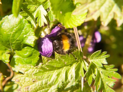 close up of black and yellow bee harvesting macro spring; essex; england; uk