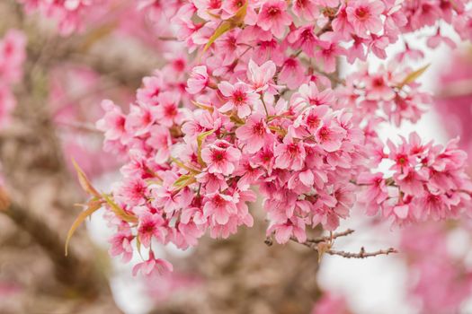 Beautiful Wild Himalayan Cherry Blossoms (Prunus cerasoides) in Thailand, Pink flowers of Sakura on the high mountains , selective focus