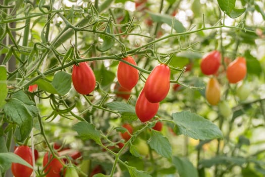 Fresh ripe tomatoes with green leaves growing on a branch in a garden