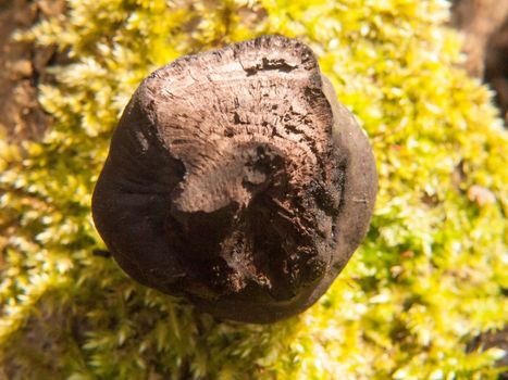 black fungi ball tree stump - Daldinia concentrica (Bolton) Ces. & De Not. - King Alfred's Cakes; essex; england; uk