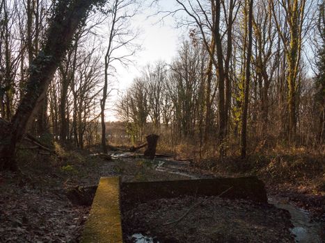 running creak of water through forest woodland with wall nature landscape; essex; england; uk