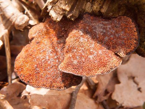 close up of underside of polypore bracket mushroom tree stump macro detail; essex; england; uk
