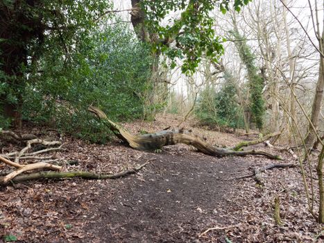 fallen tree trunk inside forest wood in way of path; essex; england; uk