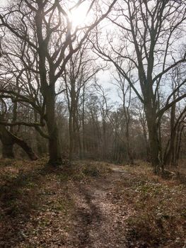 uk woodland tree bare branches autumn spring forest landscape nature; essex; england; uk