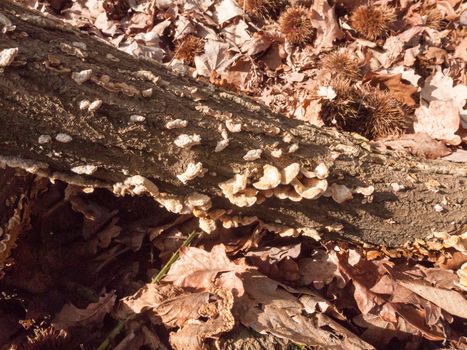 plenty of small growing autumn bracket fungus on forest wooden tree stump; essex; england; uk