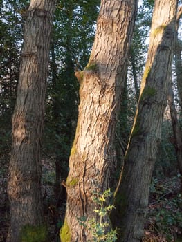 close up sunlight texture of bark tree outside uk forest woodland; essex; england; uk