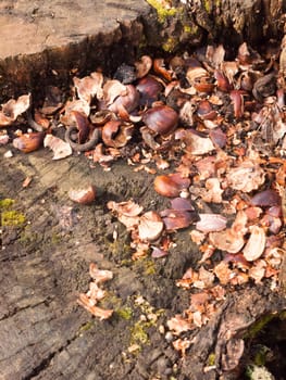 top of tree stump with broken chestnut nut shells brown arrangement nature natural; essex; england; uk