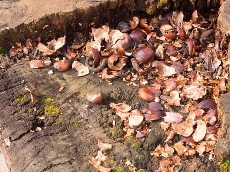 top of tree stump with broken chestnut nut shells brown arrangement nature natural; essex; england; uk