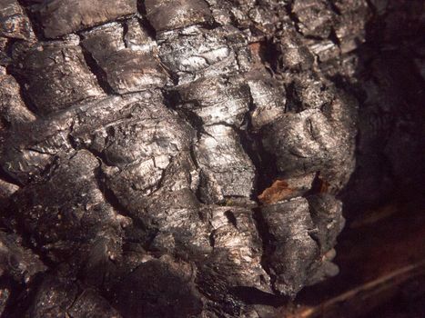 close up black texture of burnt charred tree stump forest charcoal shiny cracked; essex; england; uk