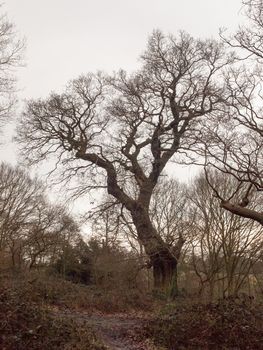 large oak tree in forest woodland spring autumn bare no leaves day; essex; england; uk