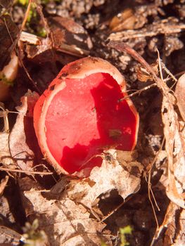 close up of mushroom forest floor scarlet elf cup red; essex; england; uk