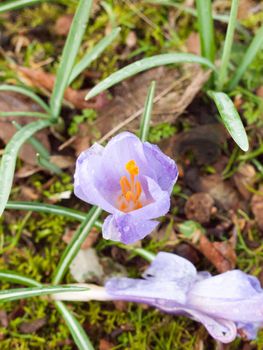purple and orange crocus flower on single petals top view spring; essex; england; uk