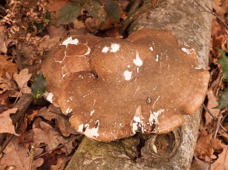 large white and brown bracket fungus fungi growing on dead tree stump autumn; essex; england; uk