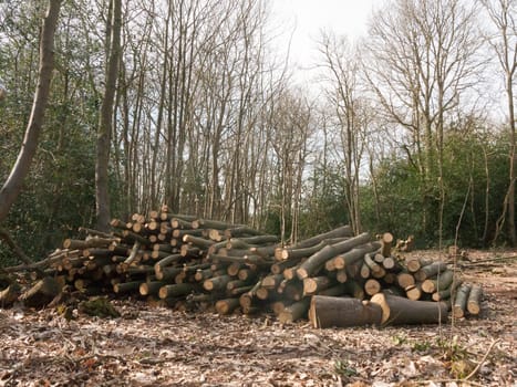 pile of branches wooden stump tree trunks cut down forest wood woodland uk timber; essex; england; uk