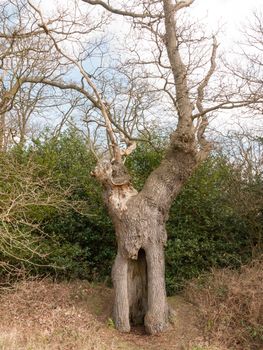 large bare oak tree hollow branches canopy close up detail; essex; england; uk