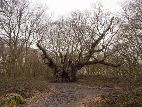 old large spanning oak tree spring autumn old knobbley no leaves forest wood; essex; england; uk