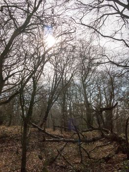 uk woodland tree bare branches autumn spring forest landscape nature; essex; england; uk