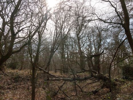 uk woodland tree bare branches autumn spring forest landscape nature; essex; england; uk